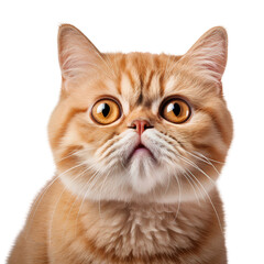 Cute orange British shorthair cat face close up, isolated on transparent background