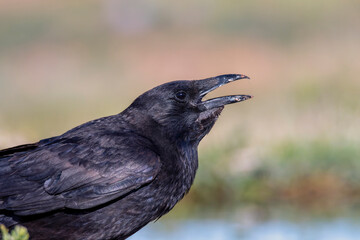 Carrion crow perched in a pond to drink water.