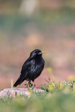 Spotless starling perched on a stone