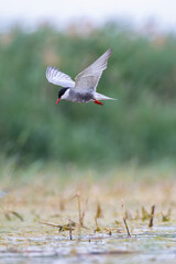 Whiskered tern in flight fishing in the lagoon.