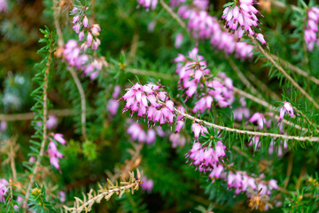 Obraz premium Beautiful pink Erica carnea flowers.