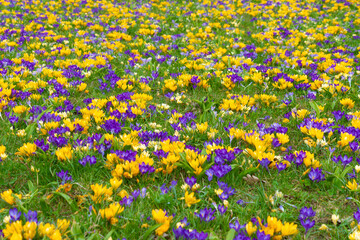 Glade of crocuses. Spring bloom. © bykot
