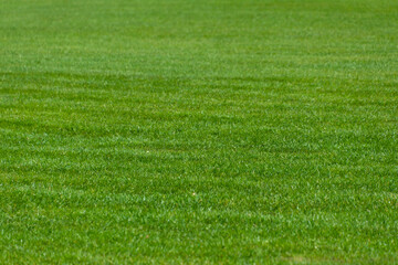 Green short-cropped lawn. Natural backgrounds and textures.