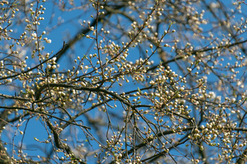 White flower buds on a tree. Spring background.