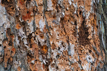 Tree bark, close-up. Natural backgrounds and textures.