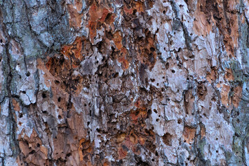 Tree bark, close-up. Natural backgrounds and textures.