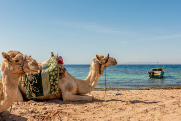 Camels resting on the Egyptian beach. Camelus dromedarius. Summertime outdoor.