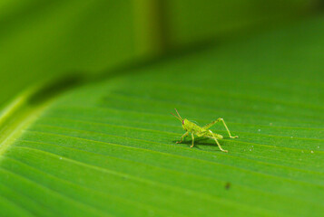 green cricket