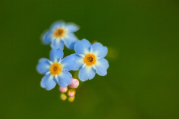 Obraz premium Myosotis scorpioides. Water forget-me-not, close-up. Small blue flowers with a yellow center. 