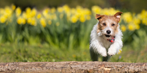Happy dog running, jumping in the flower garden. Spring, summer banner or background. Puppy training.