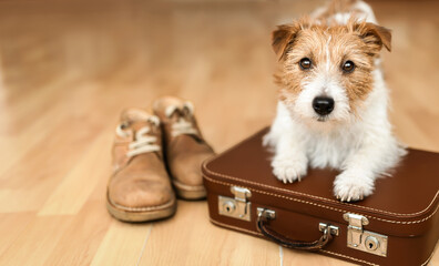 Cute dog puppy waiting with a suitcase and shoes. Pet hotel, travel, vacation or holiday background.