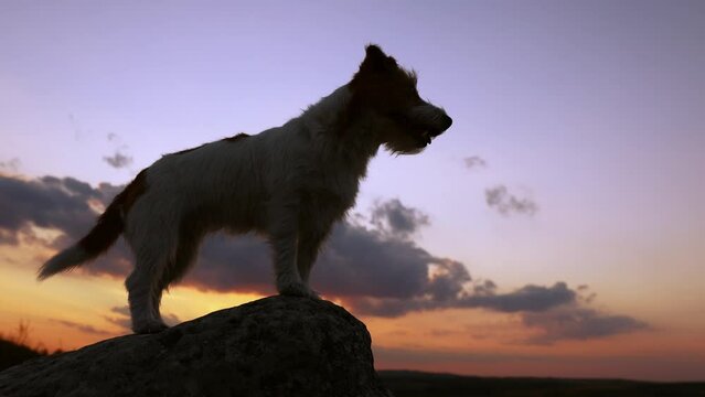 Silhouette of a dog as standing on a rock on sunset sky background. Travelling, walking, hiking with pet.
