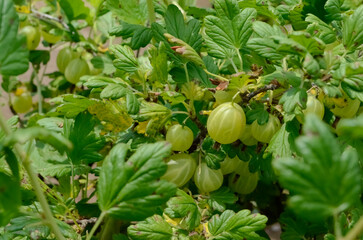 Gooseberries 