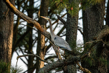Great Blue Heron in the tree