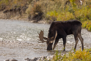 Bull Moose Crossing a River in Wyoming in Autumn