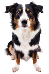 Cute dog in full length on a transparent background.
