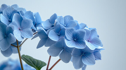 Blue Hydrangea flower close-up