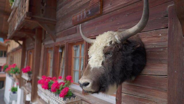 Bull with horns hanging outside at a Swiss Chalet. Taxidermy decoration of animal. Traditional rustic farmhouse cabin decor in Switzerland