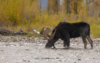 Bull Moose Crossing a River in Wyoming in Autumn
