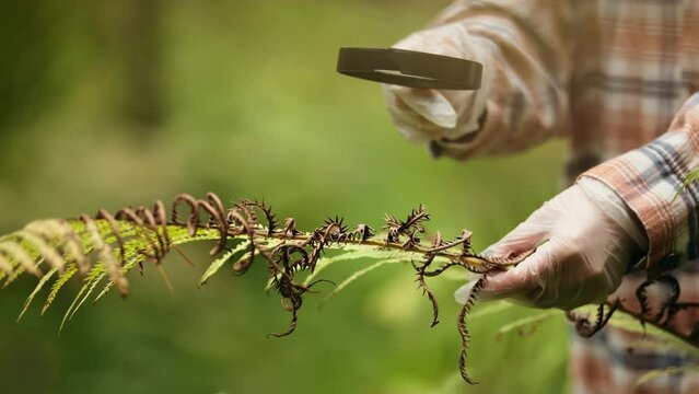 Female biologist is using a magnifying glass to look at plants with pest leaves. to collect data for analysis. Organic farming concept. Close up