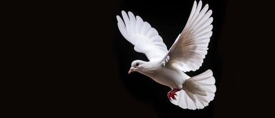 Free flight of the white dove over black background and clipping path illustrating the concept of liberty and peace on the International Day of Peace.