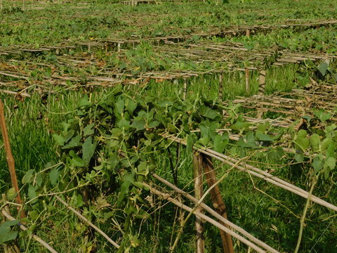 pointed gourd farming green field	