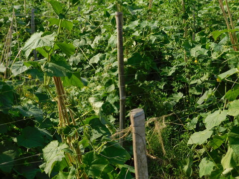 pointed gourd farming green field	