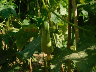 Green cucumber on its tree