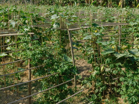 Vegetable cultivation is made of bamboo poles and lalan yarn with the help of mulching paper Crop Date april 2024