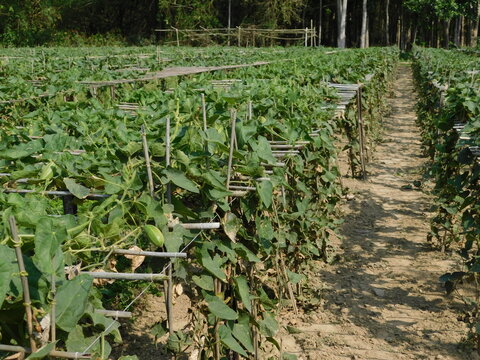 Vegetable cultivation is made of bamboo poles and lalan yarn with the help of mulching paper Crop Date april 2024