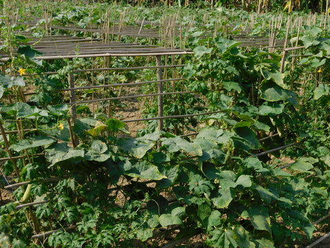 Vegetable cultivation is made of bamboo poles and lalan yarn with the help of mulching paper Crop Date april 2024