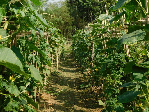 Vegetable cultivation is made of bamboo poles and lalan yarn with the help of mulching paper Crop Date april 2024