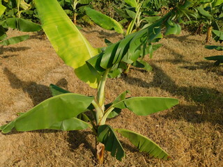Banana plantation. Banana Farm. Young banana plants in a rural farm in india
