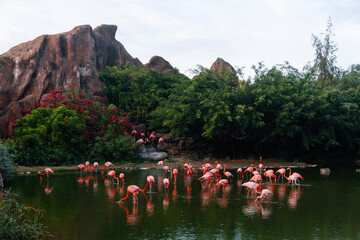 Pink flamingos on the lake. Vinperl Island, Vietnam