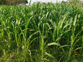 Obraz premium big green grass in the meadow