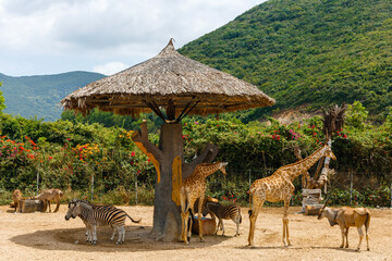 Giraffes and zebras stand under a thatched canopy at the zoo