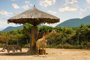 Giraffes and zebras stand under a thatched canopy at the zoo