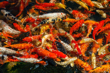Obraz na płótnie Canvas Close-up of Japanese koi carp in a pond. A stunning image of a colorful Chinese carp swimming happily in clear water.