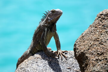 Grüne Leguan (Iguana iguana) auf Felsen am blauen Meer, Ozean, Aruba, Antillen, Karibik