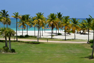 palm trees on the beach