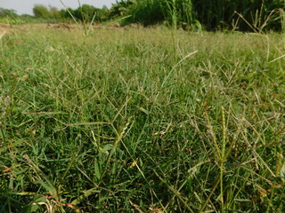 Obraz premium big green grass in the meadow