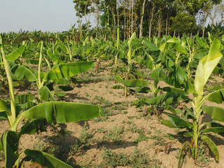 Banana plantation. Banana Farm. Young banana plants in a rural farm in india
