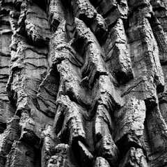 Closeup of cottonwood tree bark - obrazy, fototapety, plakaty
