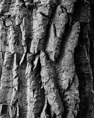 Closeup of cottonwood tree bark