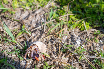 Hermit crab in vegetation at Dry Tortugas National Park 