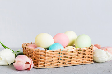 Happy Easter composition. Easter eggs in basket on colored table with yellow Tulips. Natural dyed colorful eggs background with copy space