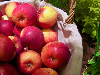 Close-up of fresh ripe picked healthy red apples in a wicker basket in the garden. 