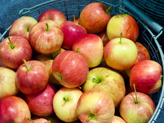 Harvested fresh red and yellow ripe apples laying in a steel basket in the fruit garden.