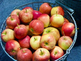 Harvested fresh red and yellow ripe apples laying in a steel basket in the fruit garden.