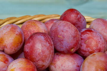 Close-up of fresh newly picked Victoria plums in a weaved basket in autumn.